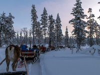 Traditional Lapland Reindeer Safari